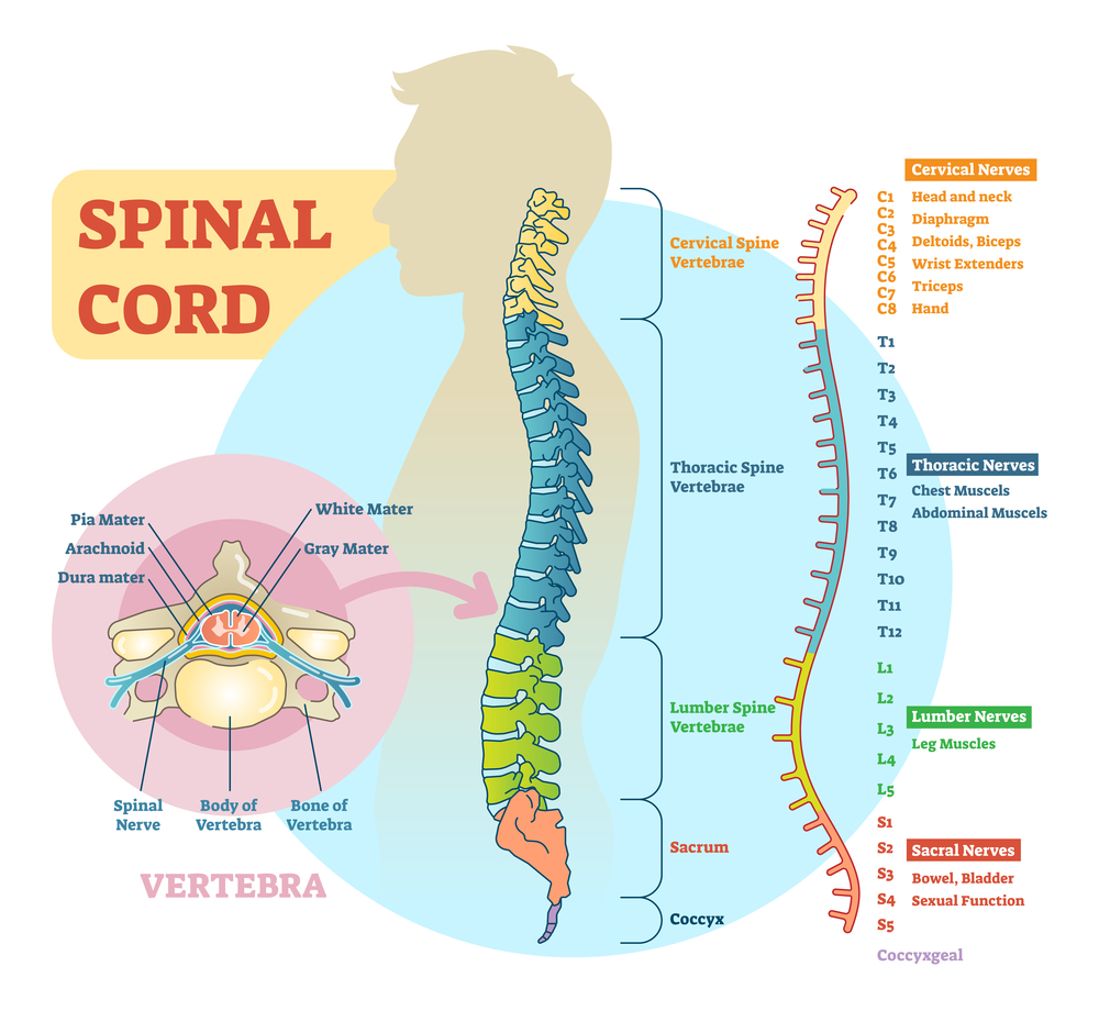 diagram of human spinal cord and vertebra